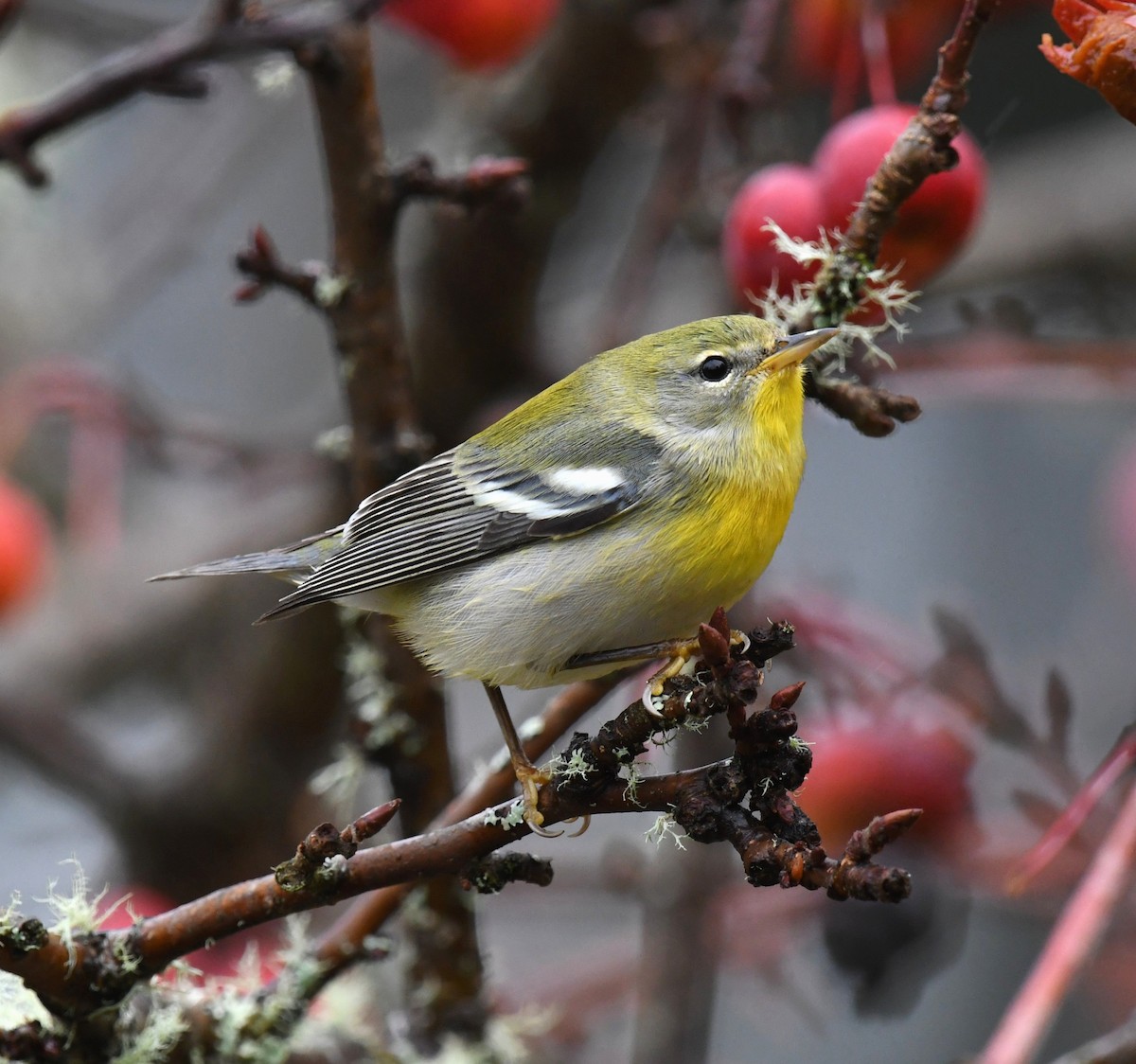 Northern Parula - ML647098502