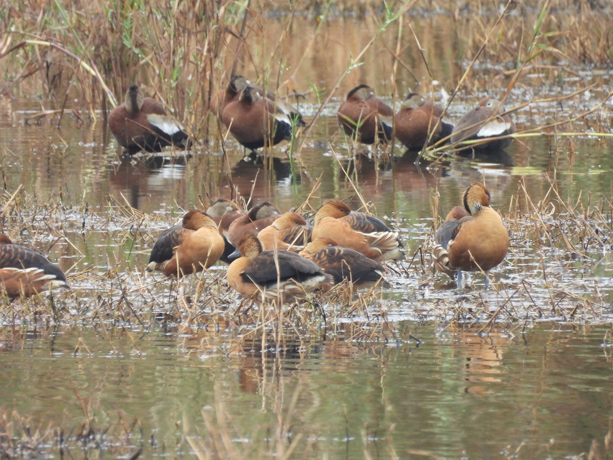 Fulvous Whistling-Duck - ML647098507