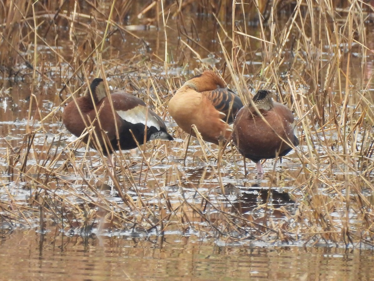 Fulvous Whistling-Duck - ML647098508