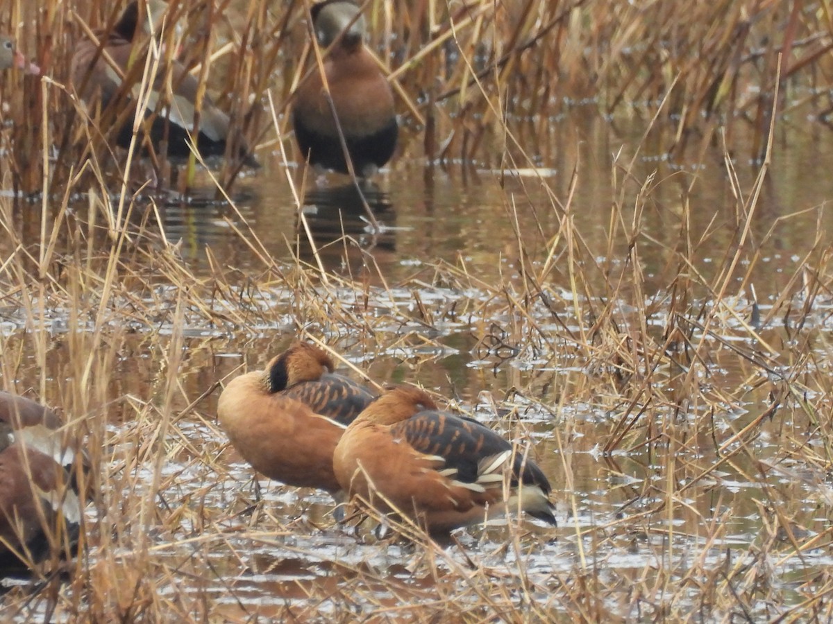 Fulvous Whistling-Duck - ML647098509
