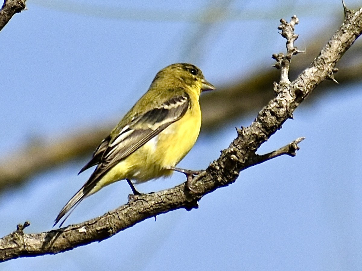 Lesser Goldfinch - ML647098510