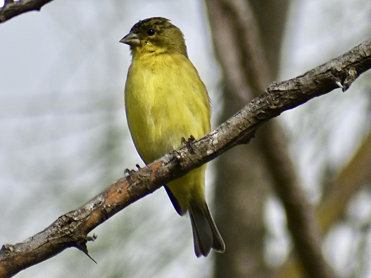Lesser Goldfinch - ML647098511