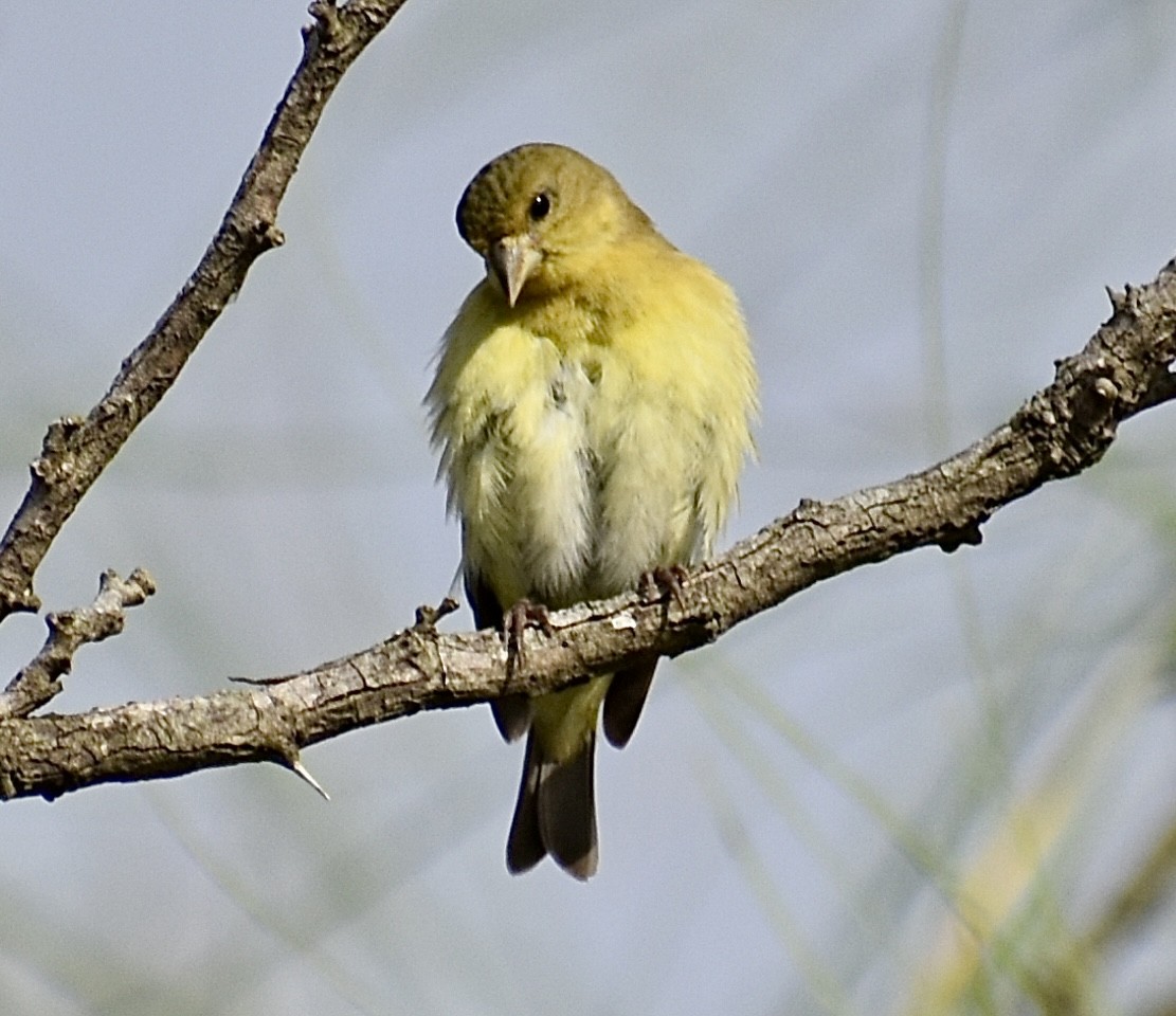 Lesser Goldfinch - ML647098512