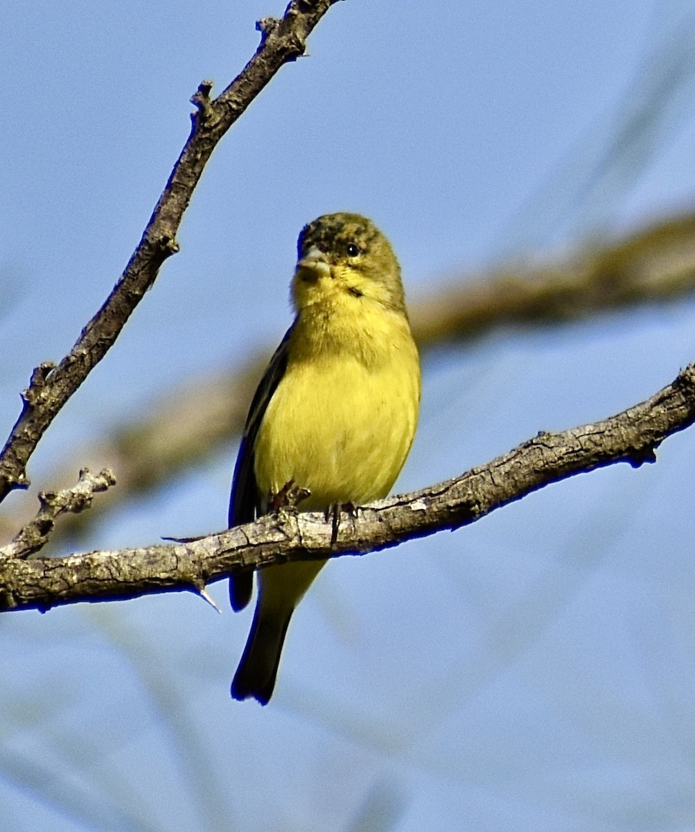 Lesser Goldfinch - ML647098514
