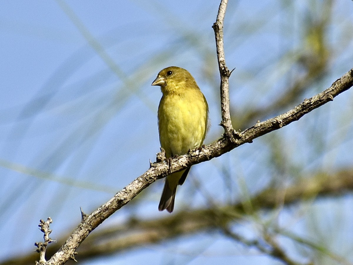 Lesser Goldfinch - ML647098515