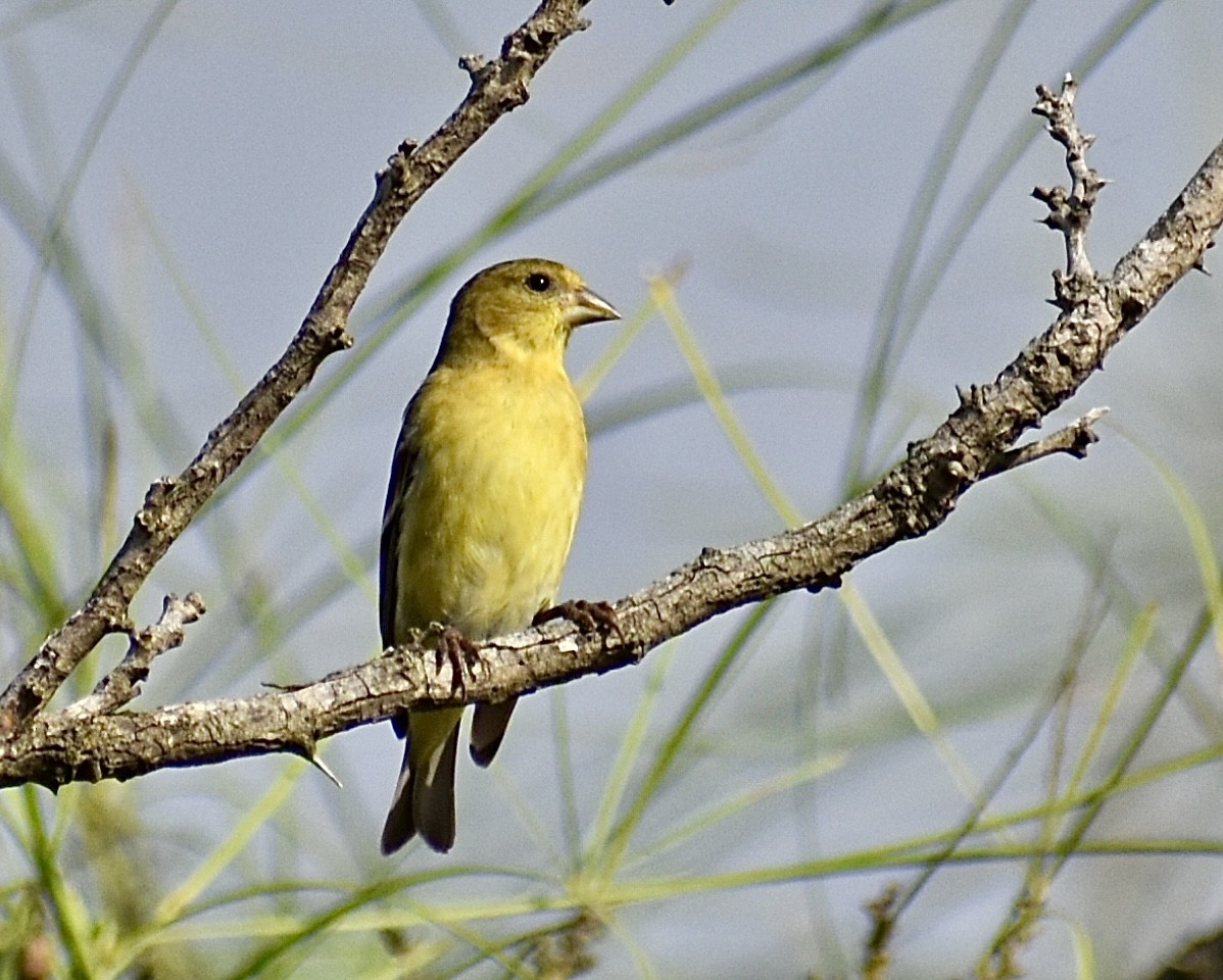 Lesser Goldfinch - ML647098520
