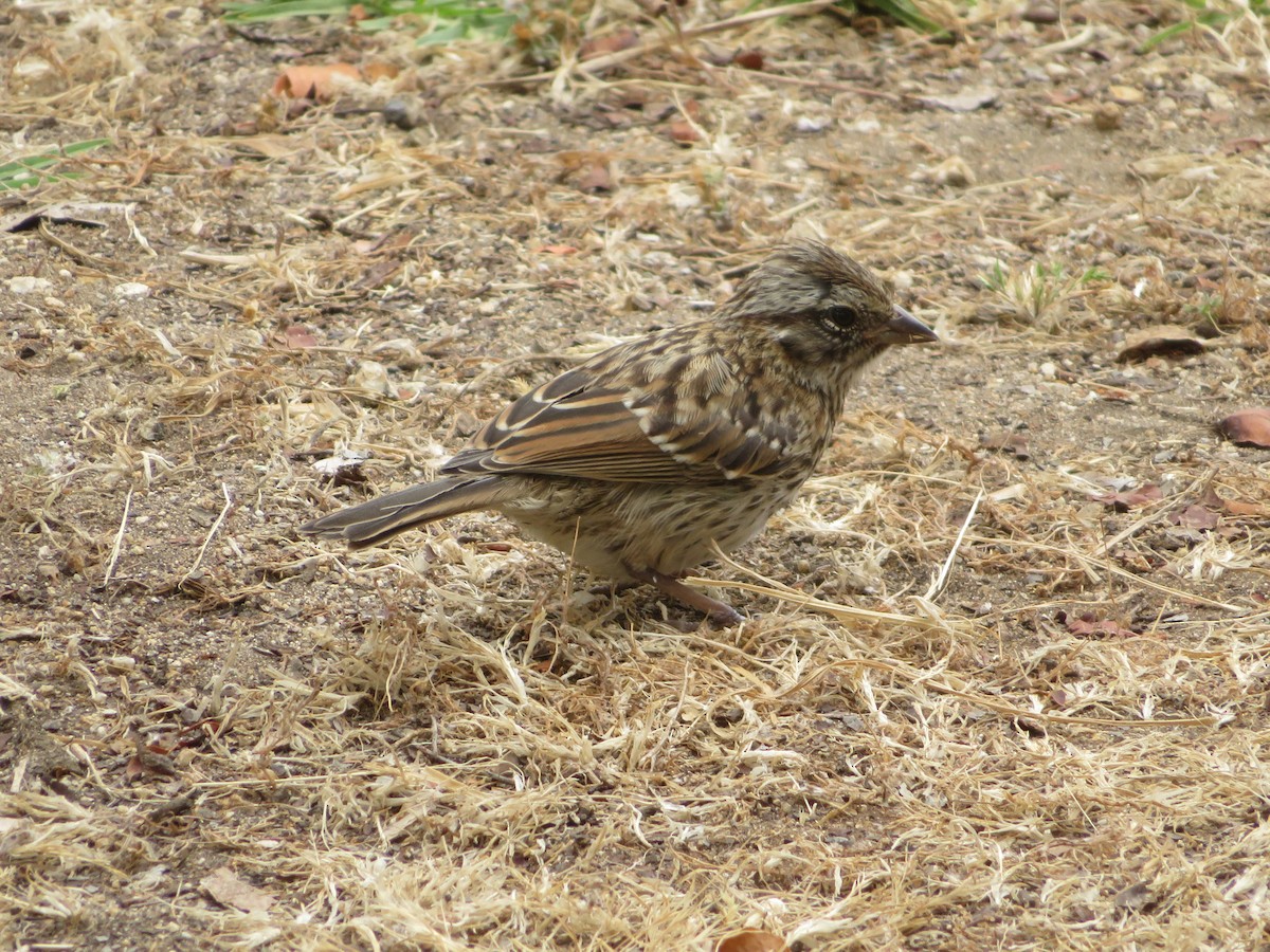 Bruant chingolo - ML647098529