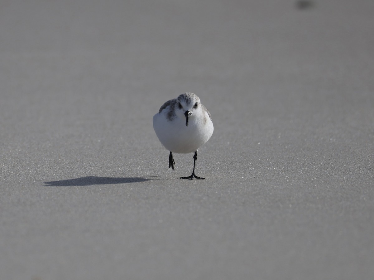 Sanderling - ML647098533