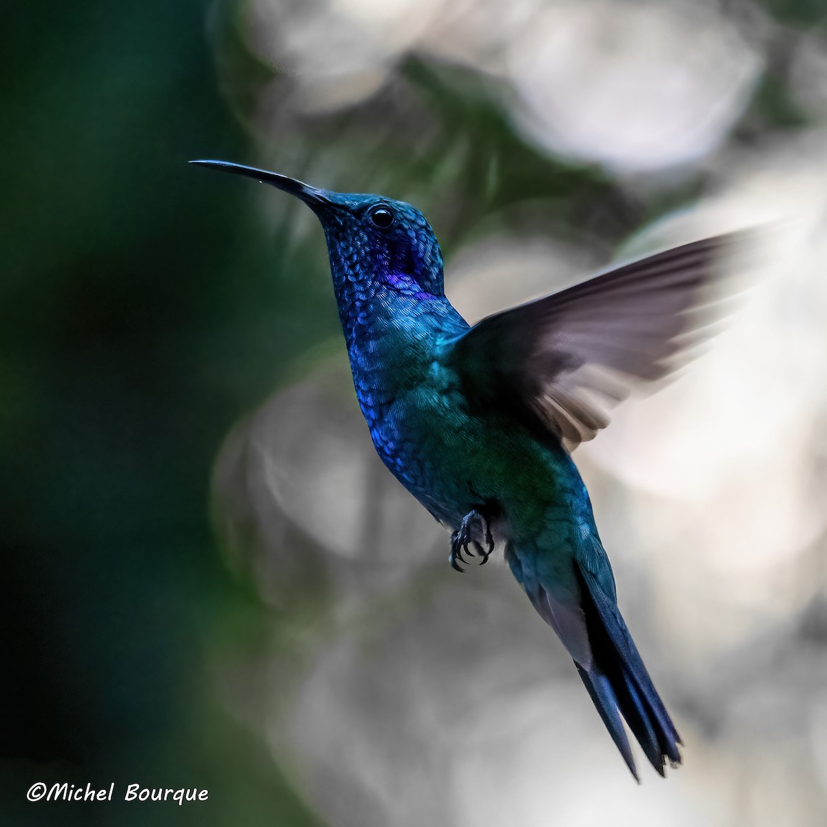 Lesser Violetear - ML647098538