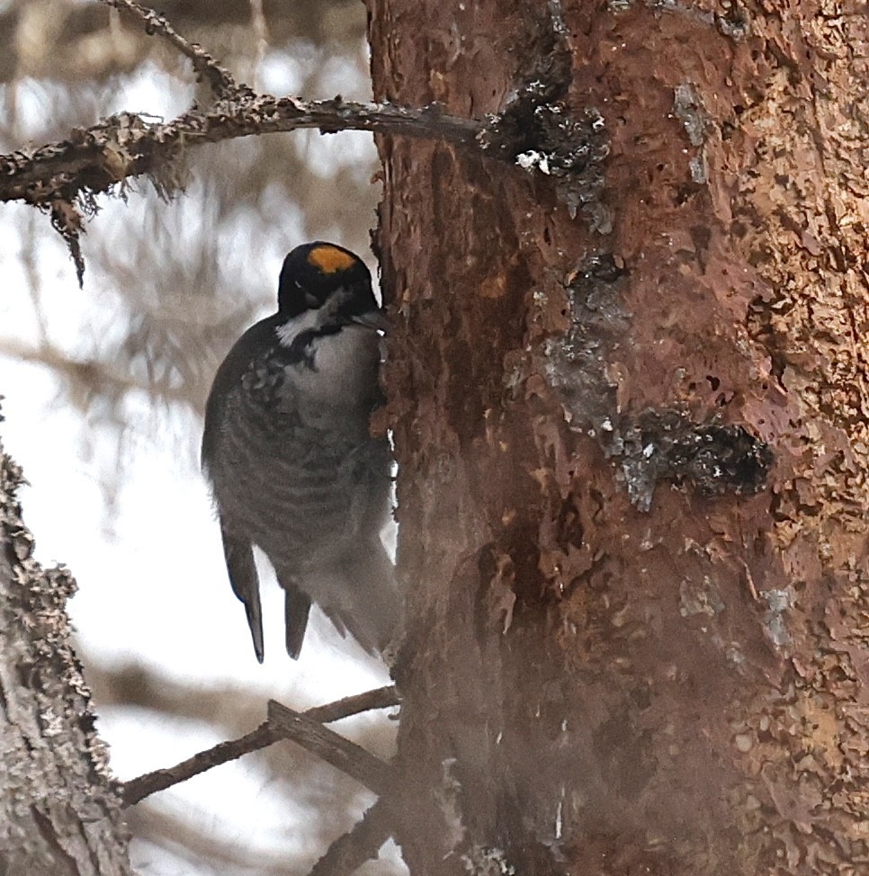 Black-backed Woodpecker - ML647098543