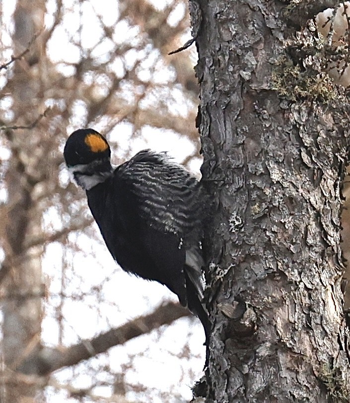 Black-backed Woodpecker - ML647098544