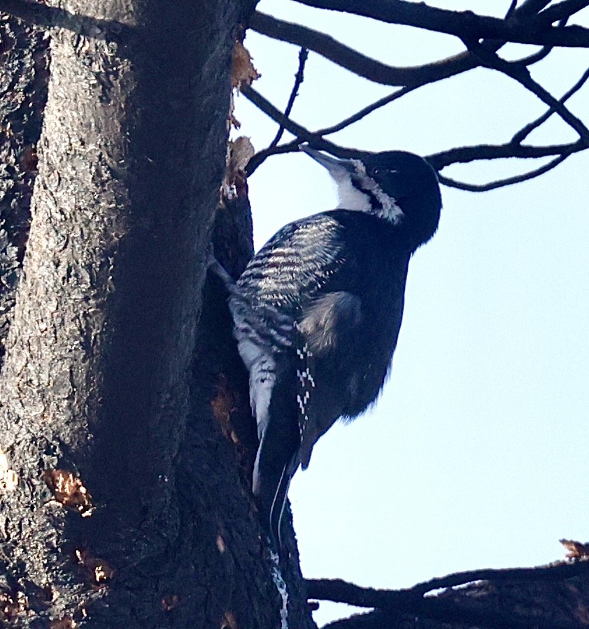 Black-backed Woodpecker - ML647098545