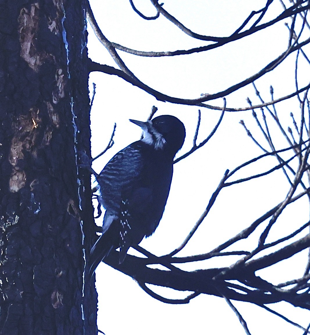 Black-backed Woodpecker - ML647098546