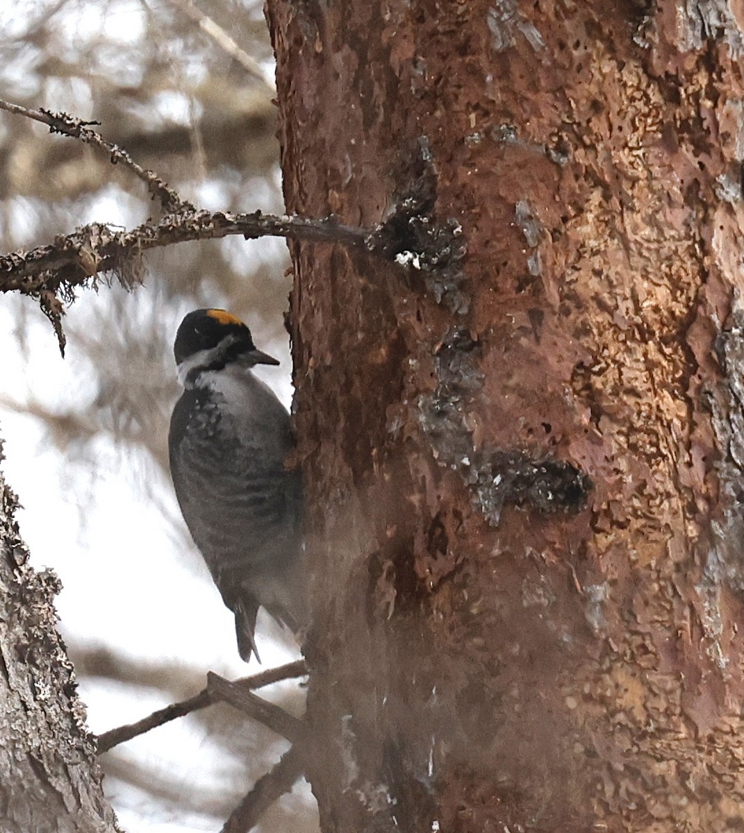 Black-backed Woodpecker - ML647098547