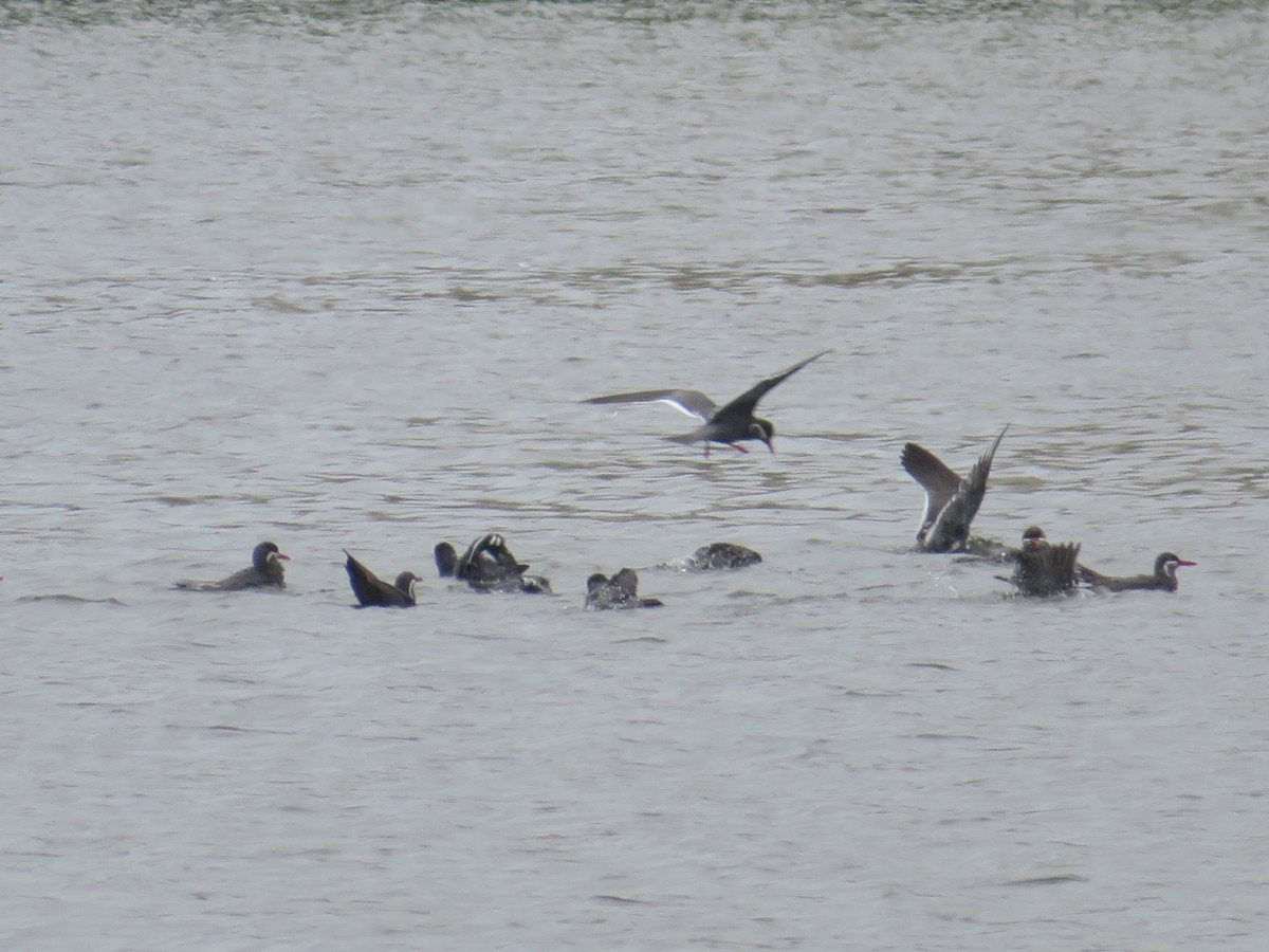 Sterne inca - ML647098548