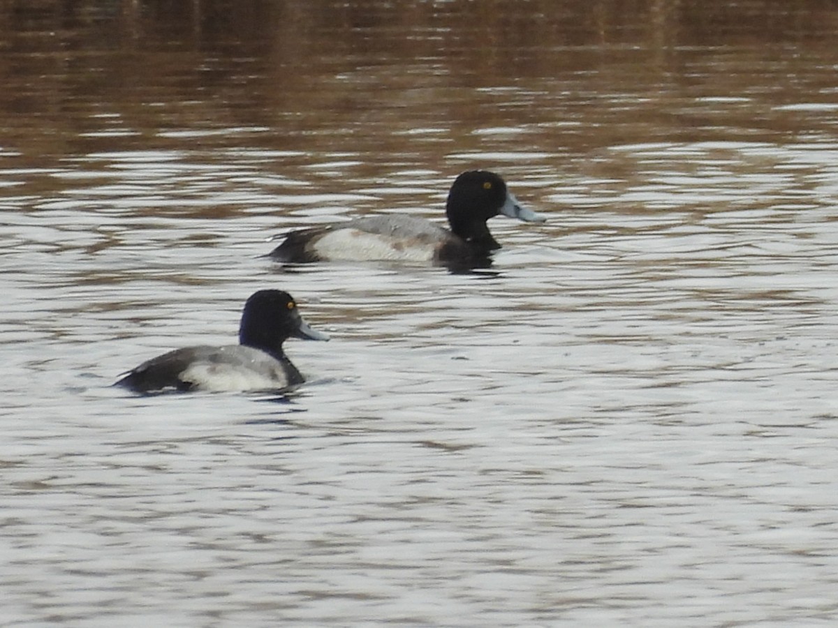 Porrón Bastardo - ML647098549