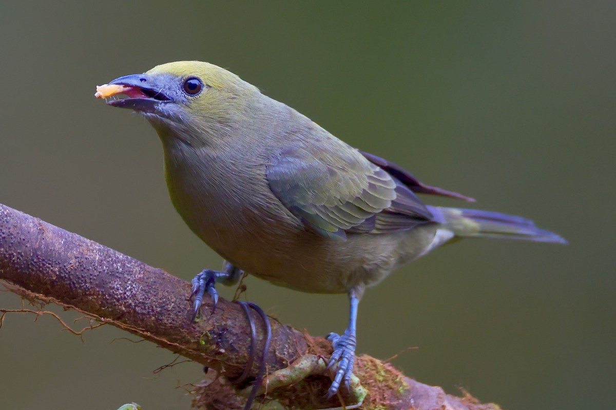 Palmentangare - ML647098554