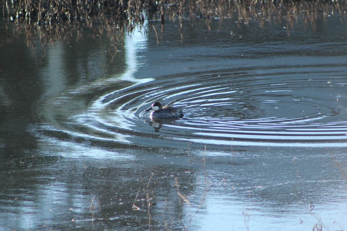 kachnice kaštanová - ML647098555