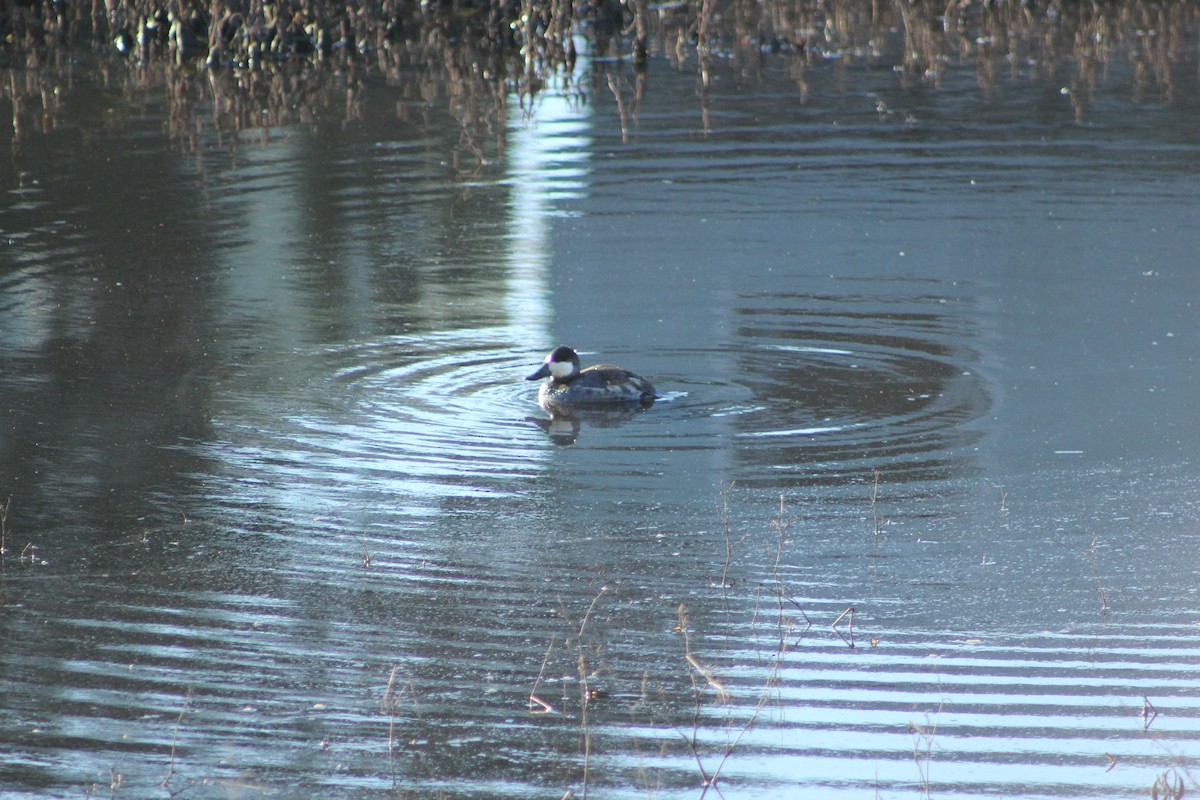 kachnice kaštanová - ML647098556