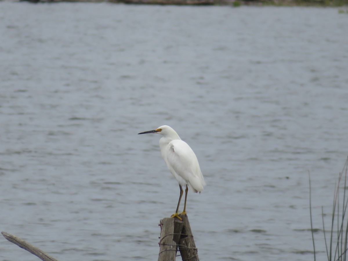 Aigrette neigeuse - ML647098557