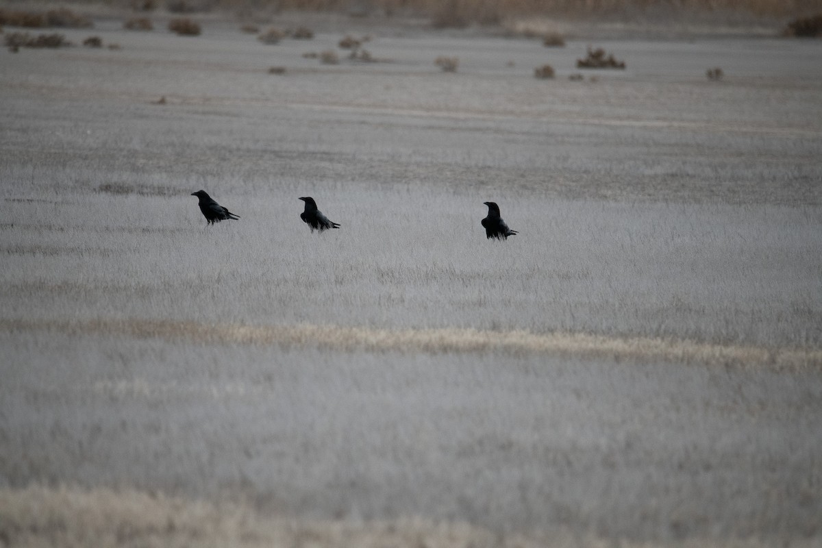 Cuervo Grande - ML647098559