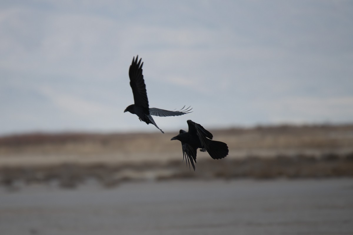 Cuervo Grande - ML647098560