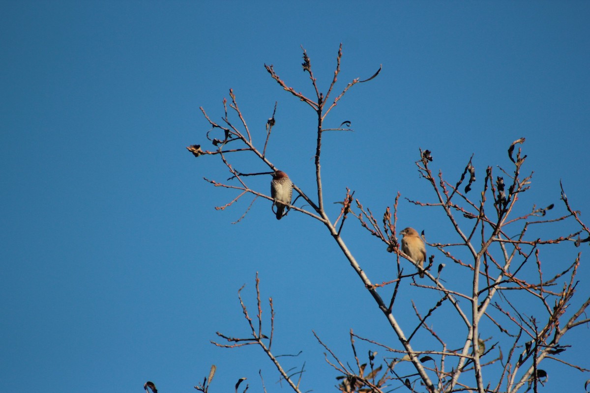 panenka muškátová - ML647098562