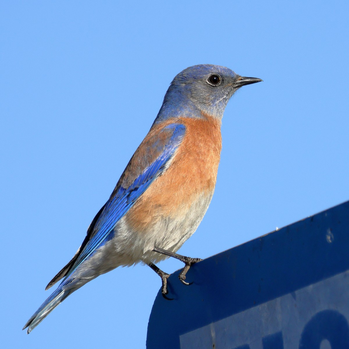 Западная сиалия - ML647098564