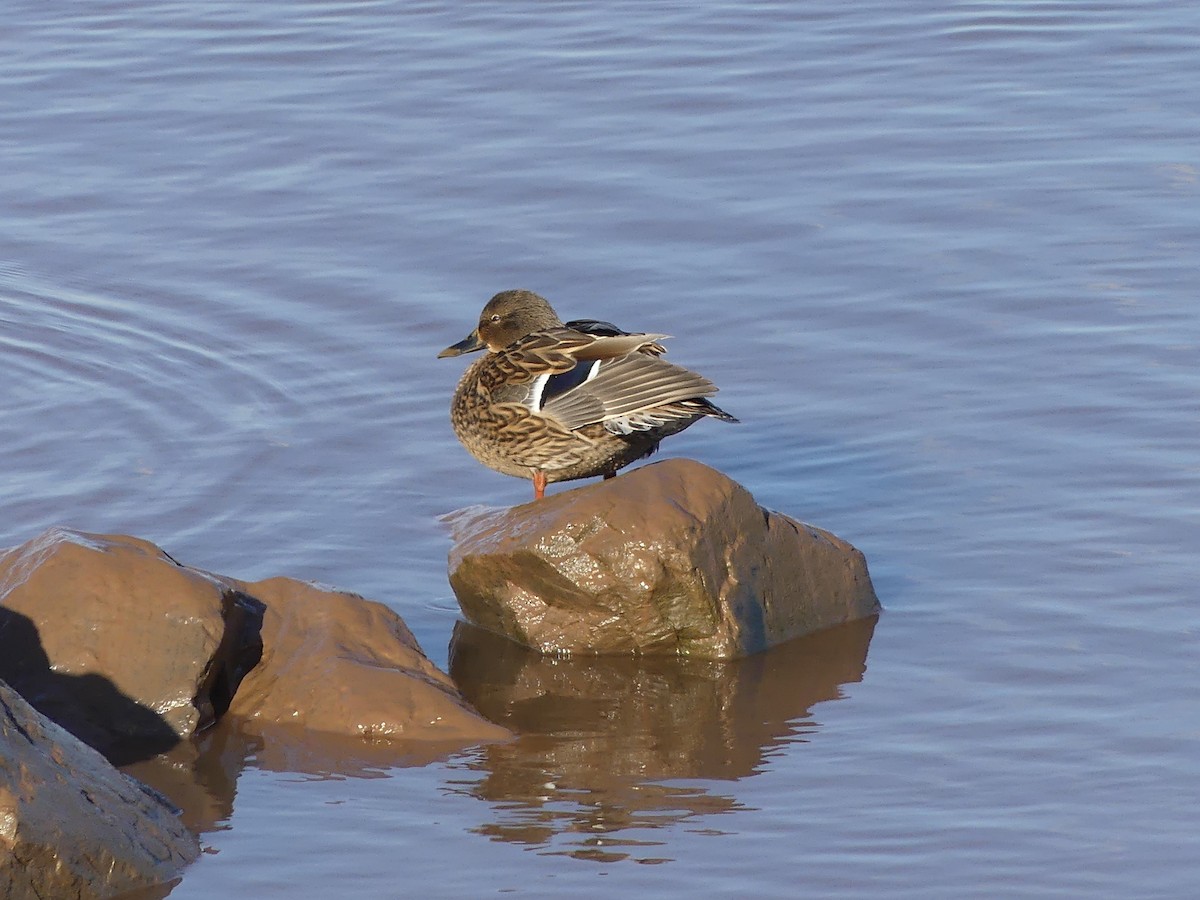 Зэрлэг нугас - ML647098567