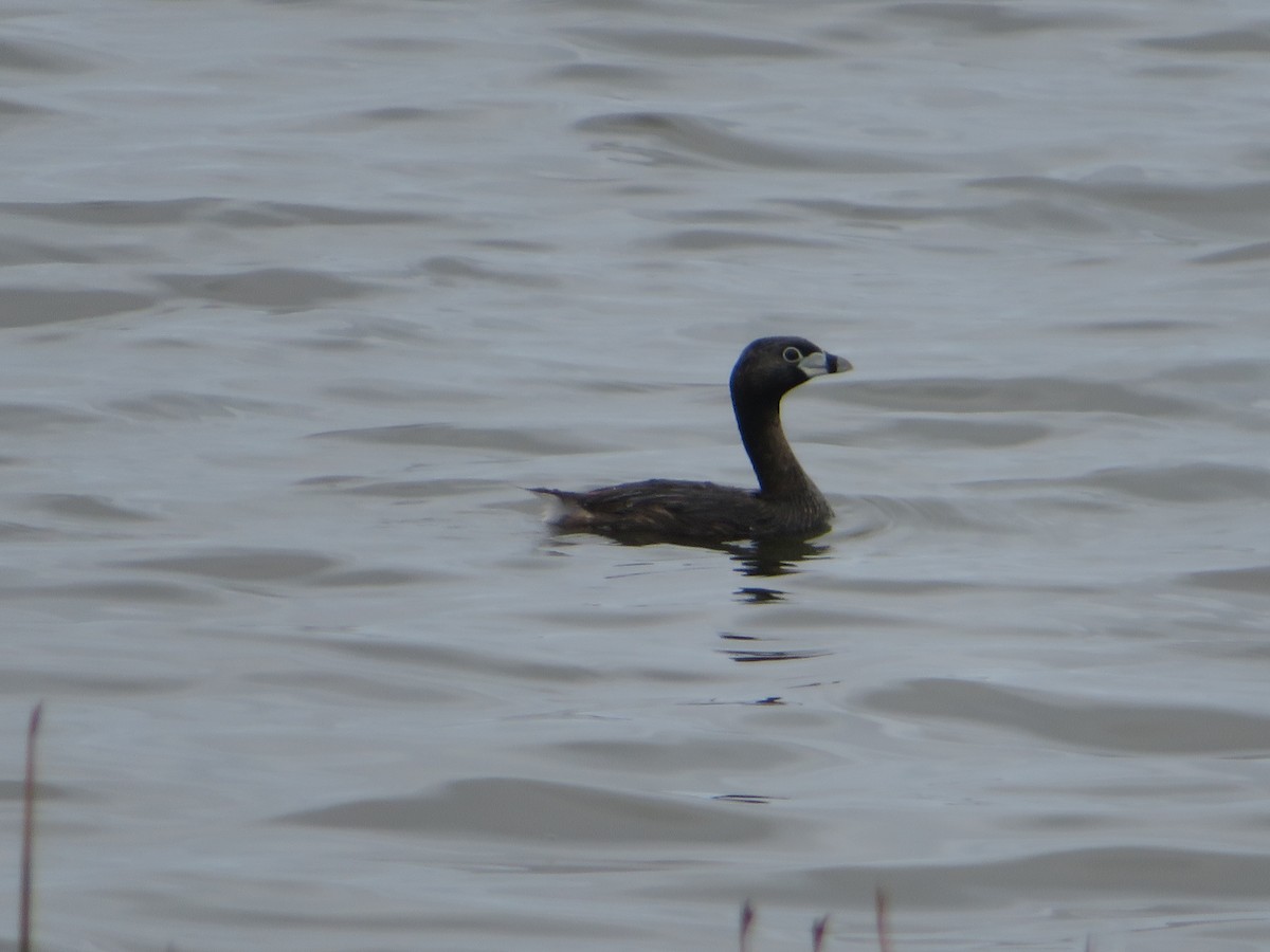 Grèbe à bec bigarré - ML647098568