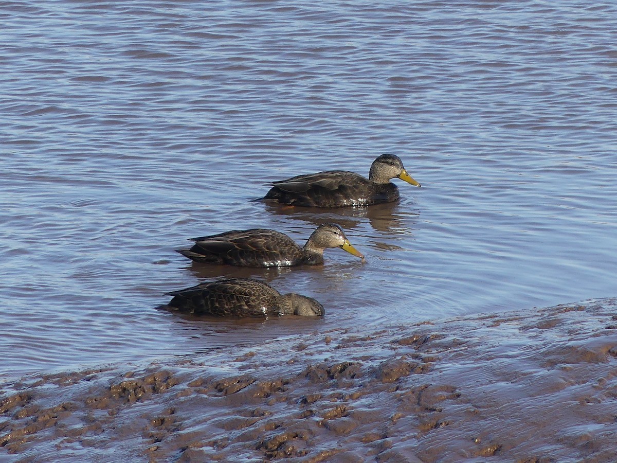 American Black Duck - ML647098574