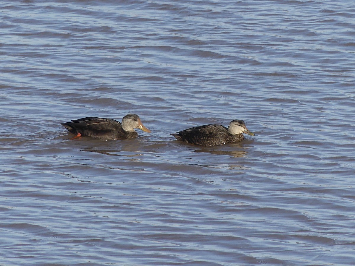 American Black Duck - ML647098575