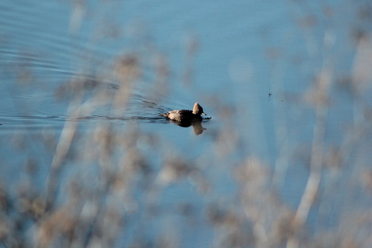 morčák chocholatý - ML647098580