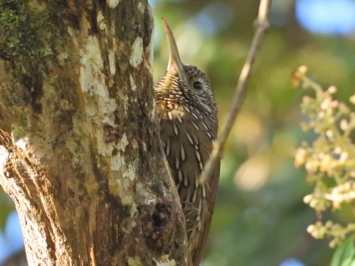 Dağ Tırmaşık - ML647098581