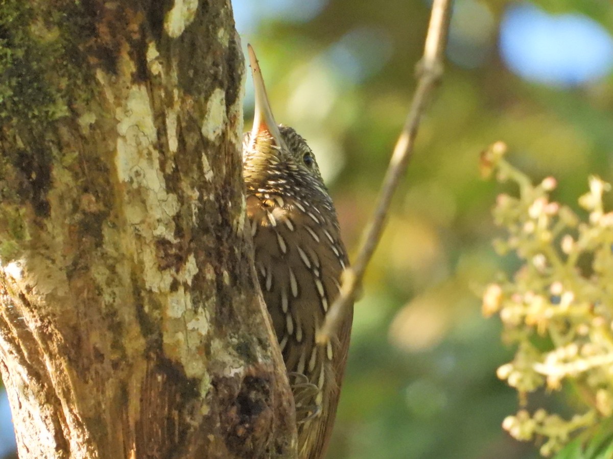 Dağ Tırmaşık - ML647098582