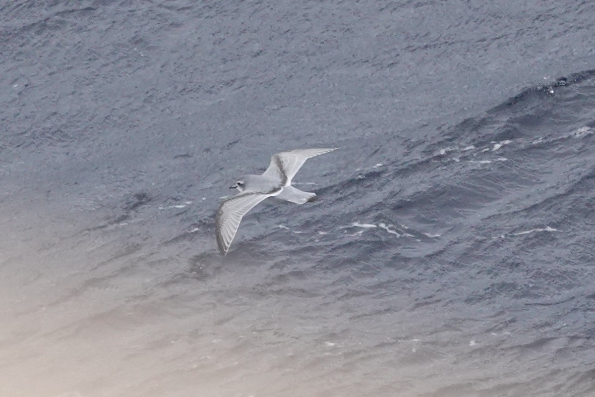 antarktishvalfugl - ML647098588