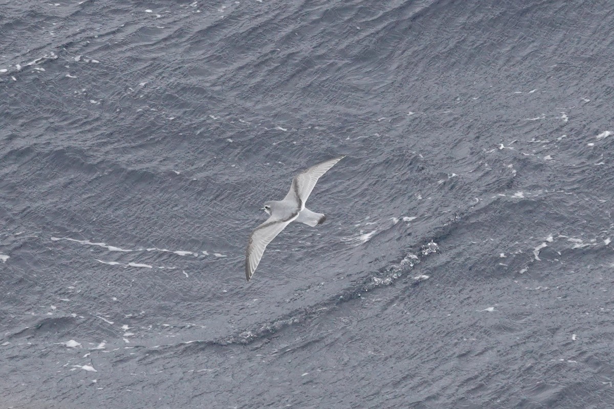 antarktishvalfugl - ML647098589