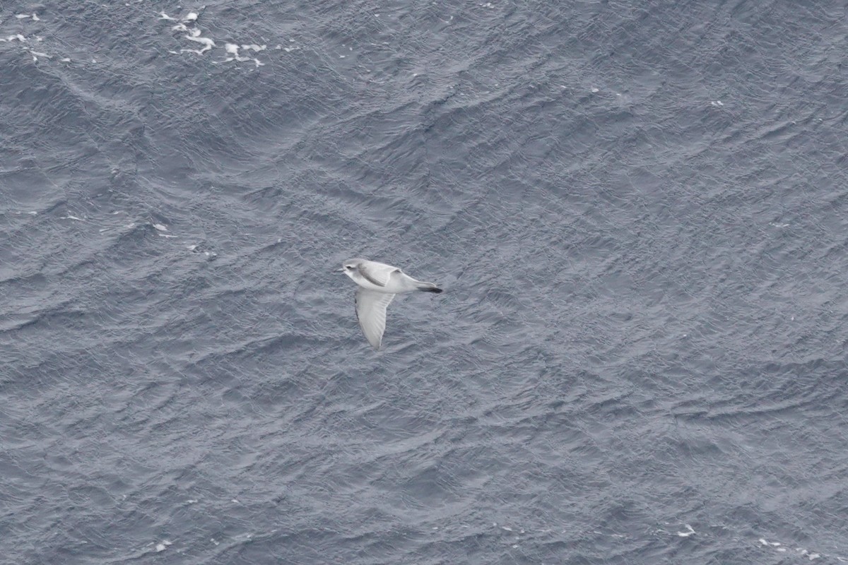 antarktishvalfugl - ML647098590