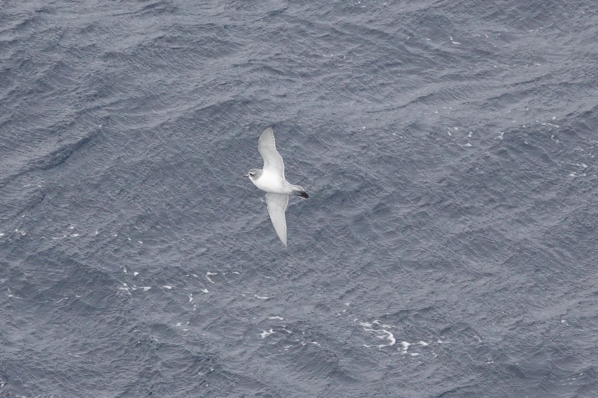 antarktishvalfugl - ML647098591