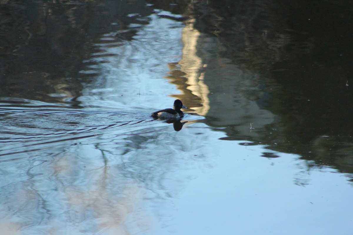 polák proužkozobý - ML647098592