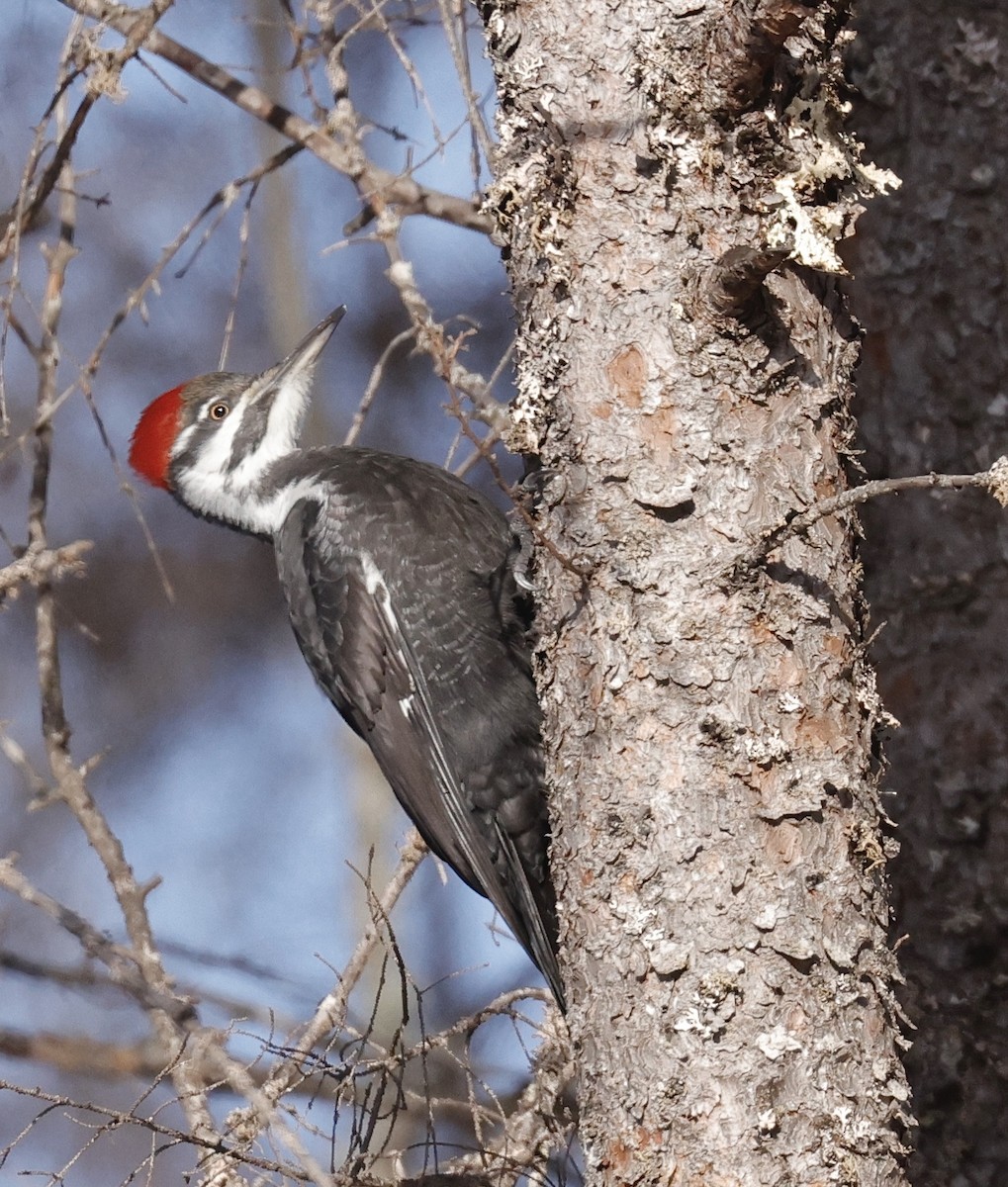 hvitbrynsvartspett - ML647098596