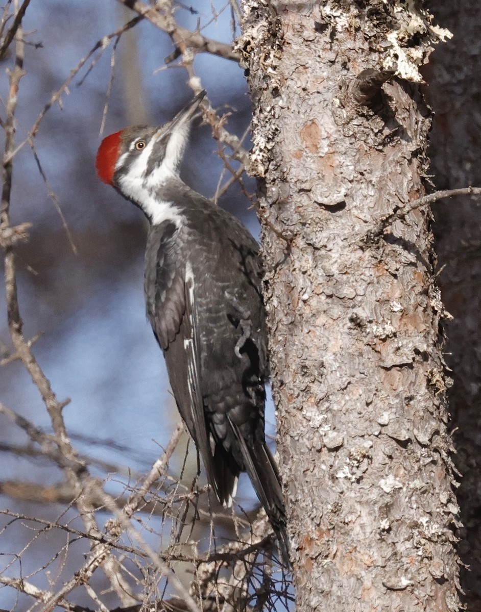 hvitbrynsvartspett - ML647098597