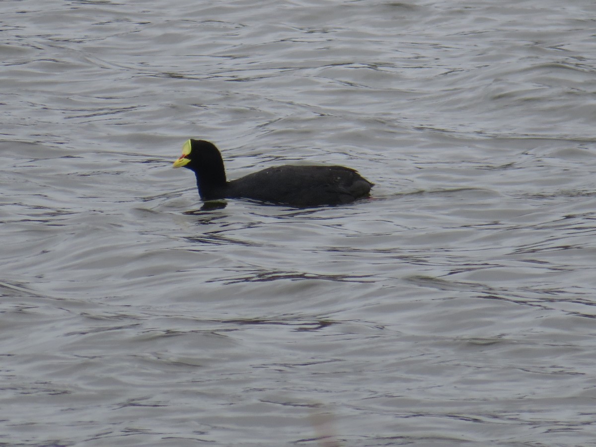 Foulque à jarretières - ML647098598
