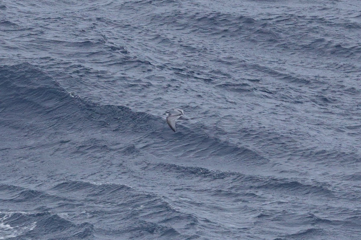 antarktishvalfugl - ML647098599