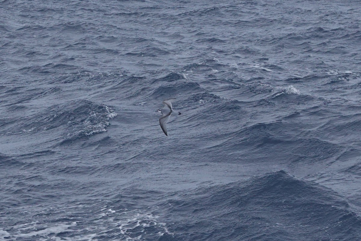 antarktishvalfugl - ML647098600