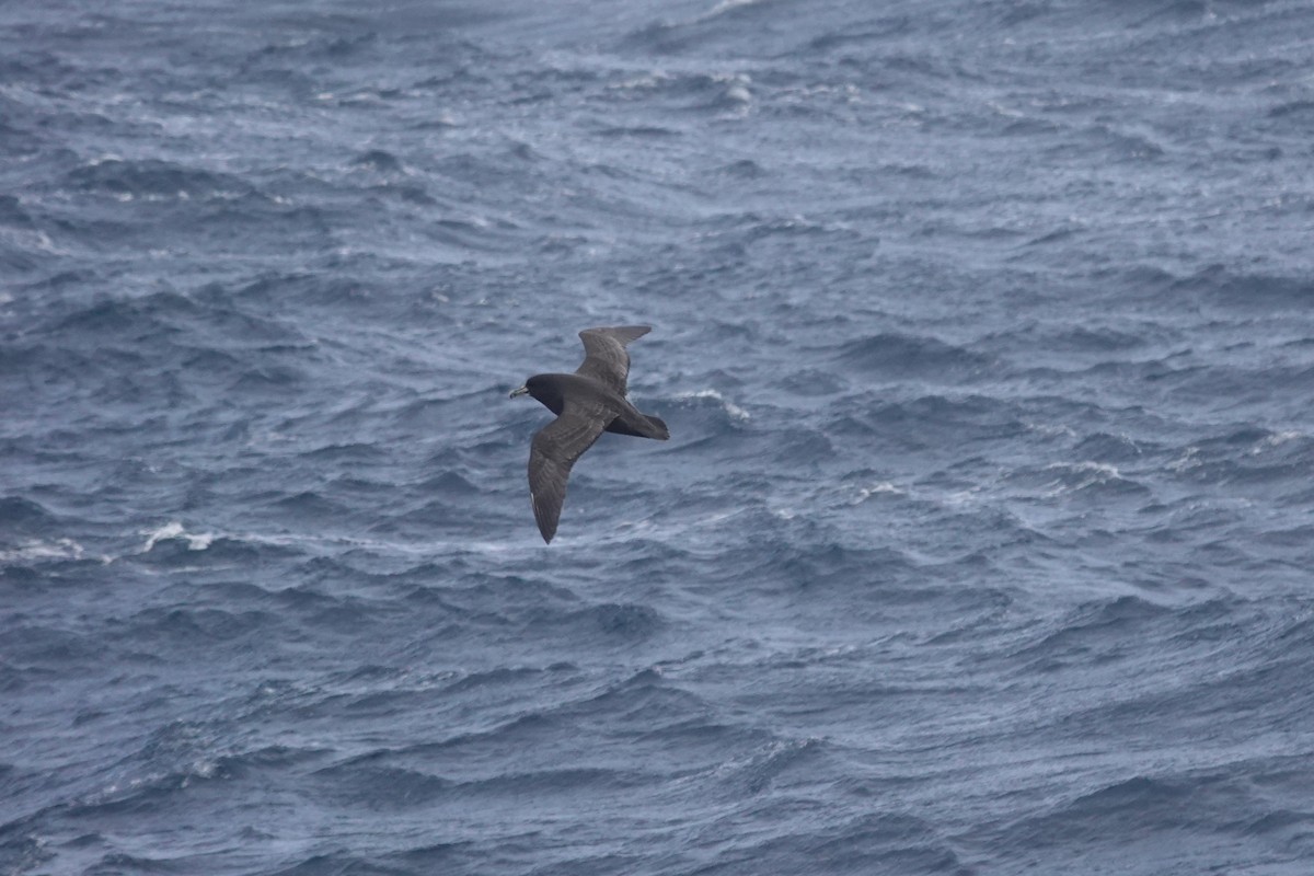 Beyaz Gıdılı Yelkovan - ML647098609