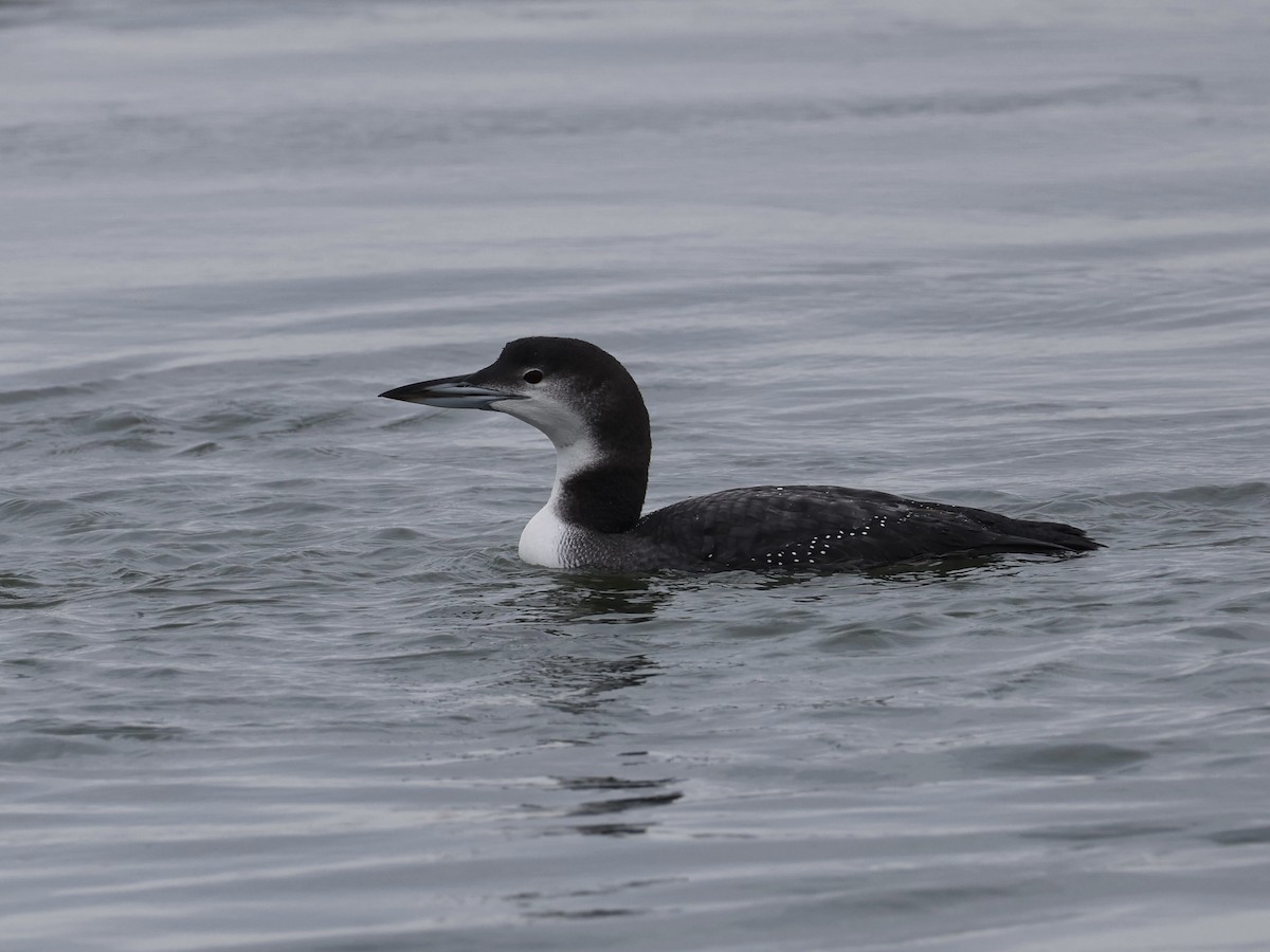 Common Loon - ML647098611