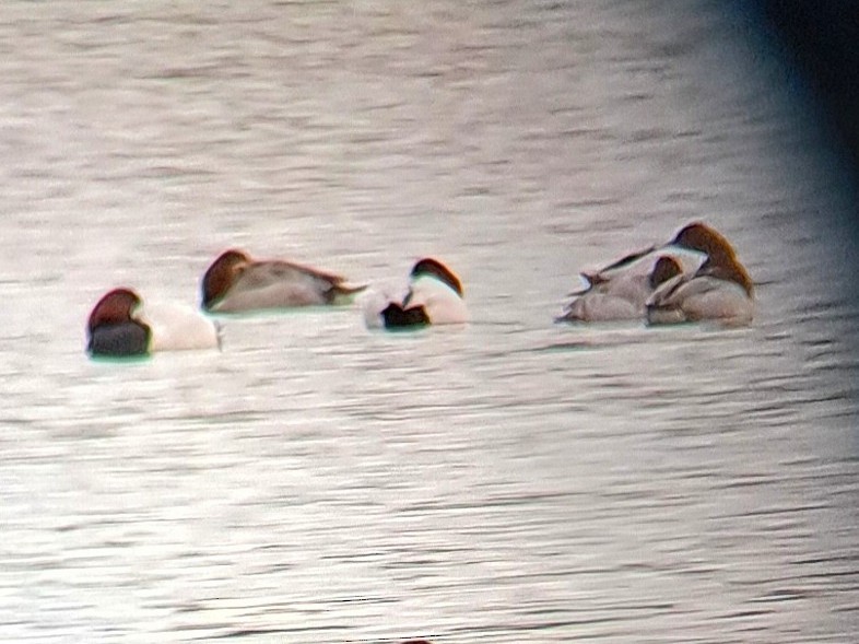 Canvasback - ML647098612