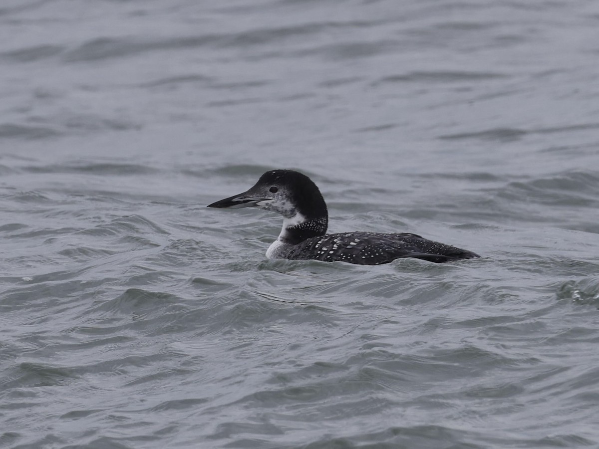 Common Loon - ML647098613