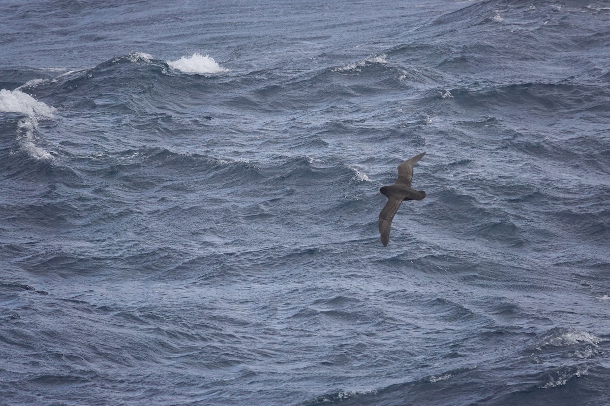 Beyaz Gıdılı Yelkovan - ML647098618